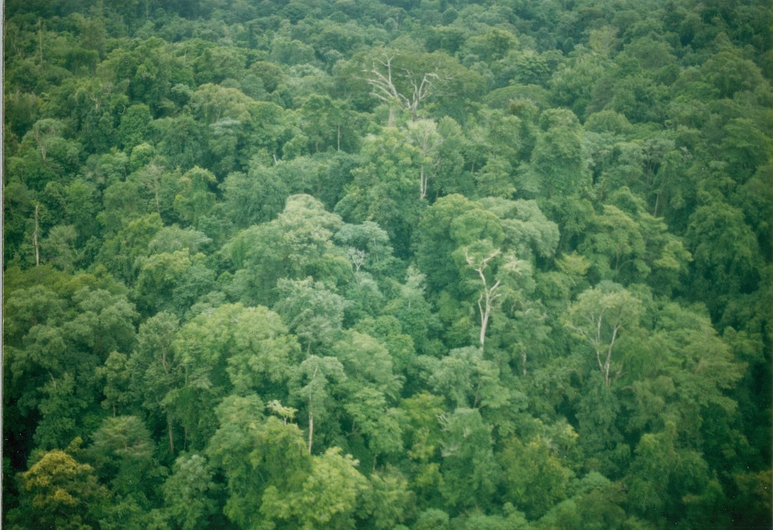 Pristine Rainforest as seen from an airplane, near Manuel Antonio National Park, Costa Rica