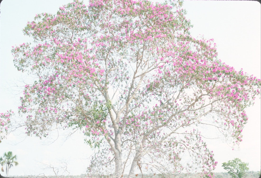 Rainforest tree in gorgeous bloom, Brazil