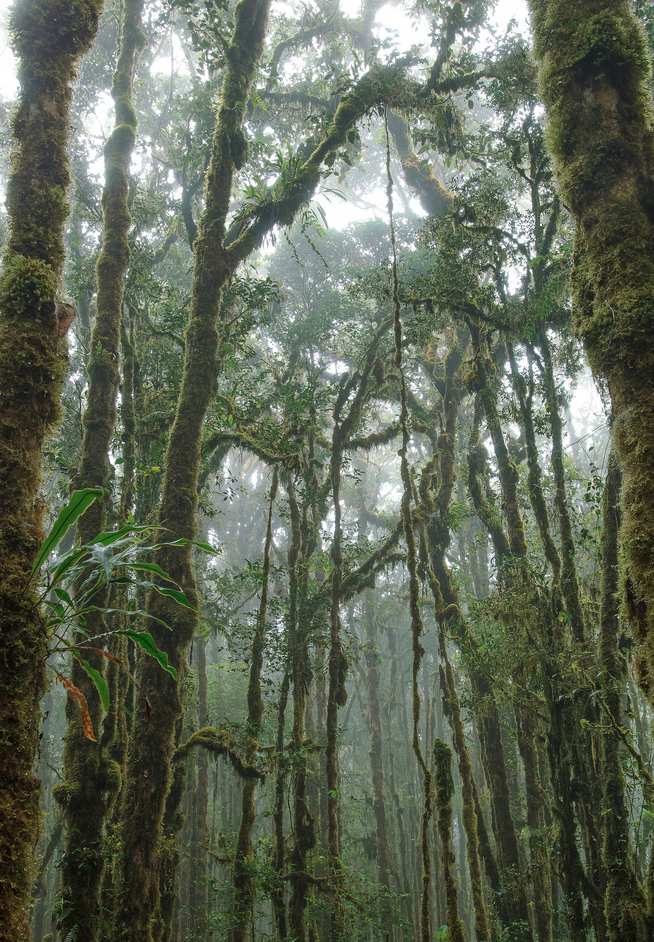 The trees in montane mossy forest are typically laden with epiphytic plants