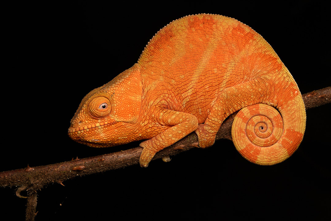 A juvenile Parson's Chameleon (Calumma parsoni)