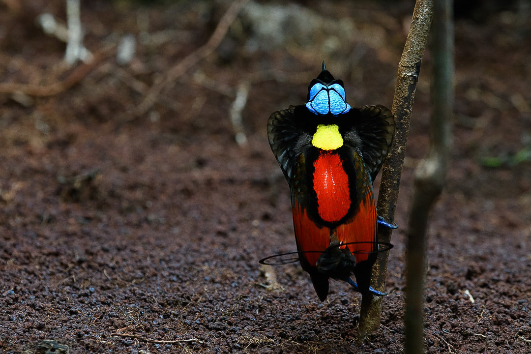 Wilson's Bird-of-paradise (Cicinnurus respublica)