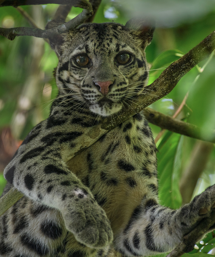 Sunda Clouded Leopard (Neofelis diardi)