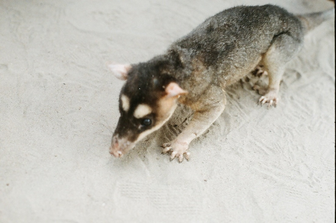 Possum, Amazon rainforest, Brazil