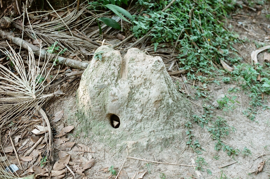 Termite mound, Brazil